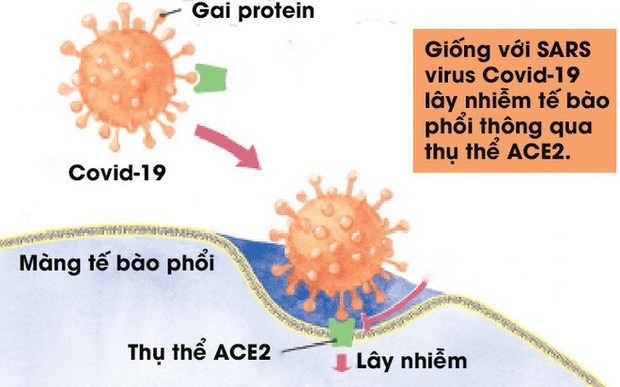Virus covid-19 tàn phá cơ thể người như thế nào?